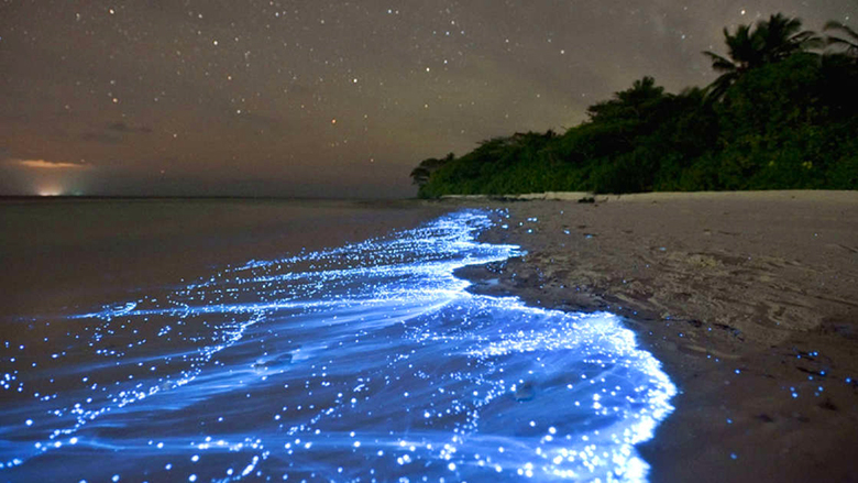 Bioluminescent Beach Vadhoo Maldives