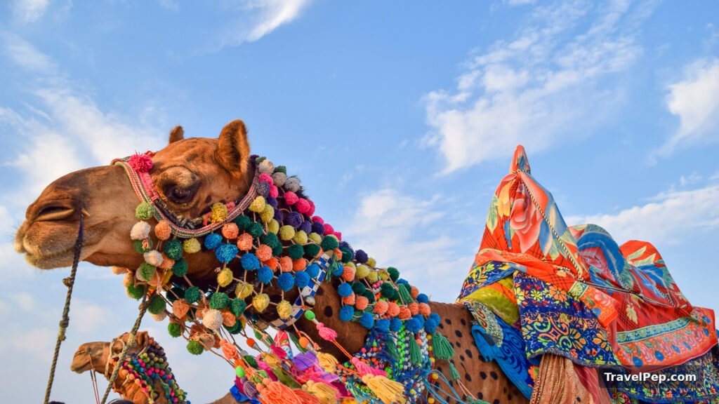 Rann Utsav 2026-27 at Dhordo: Dates, Tent City, Permit, and the Best Nights to Go 16 Close view of a Kutch camel dressed in colourful embroidered textiles