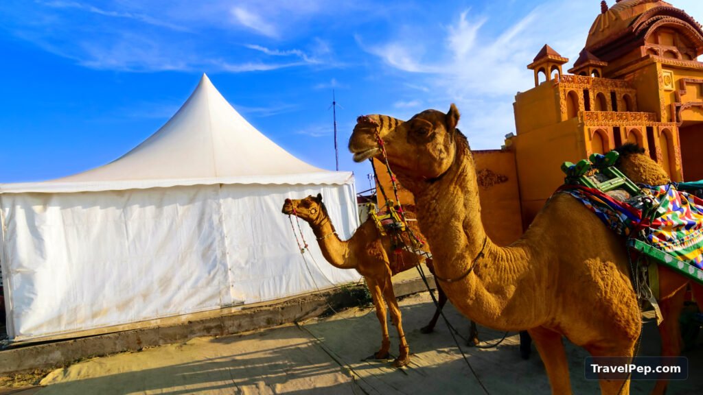 Rann Utsav 2026-27 at Dhordo: Dates, Tent City, Permit, and the Best Nights to Go 15 Decorated camels beside white tents at the Rann Utsav Tent City
